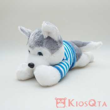 boneka anjing husky abu-abu lying kaos biru