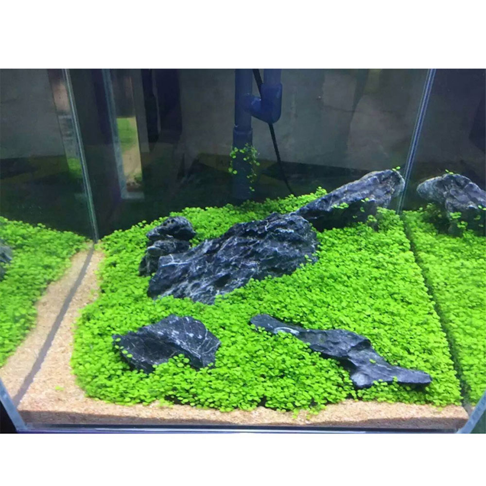 TaffHOME Bibit Rumput Air Dekorasi Aquarium Landscape Ornament 10g - H0027