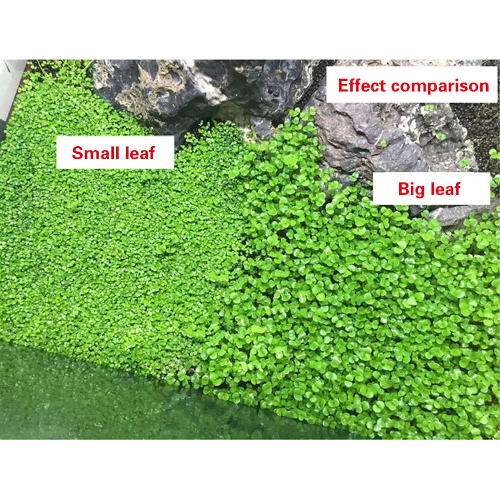 TaffHOME Bibit Rumput Air Dekorasi Aquarium Landscape Ornament 10g - H0027
