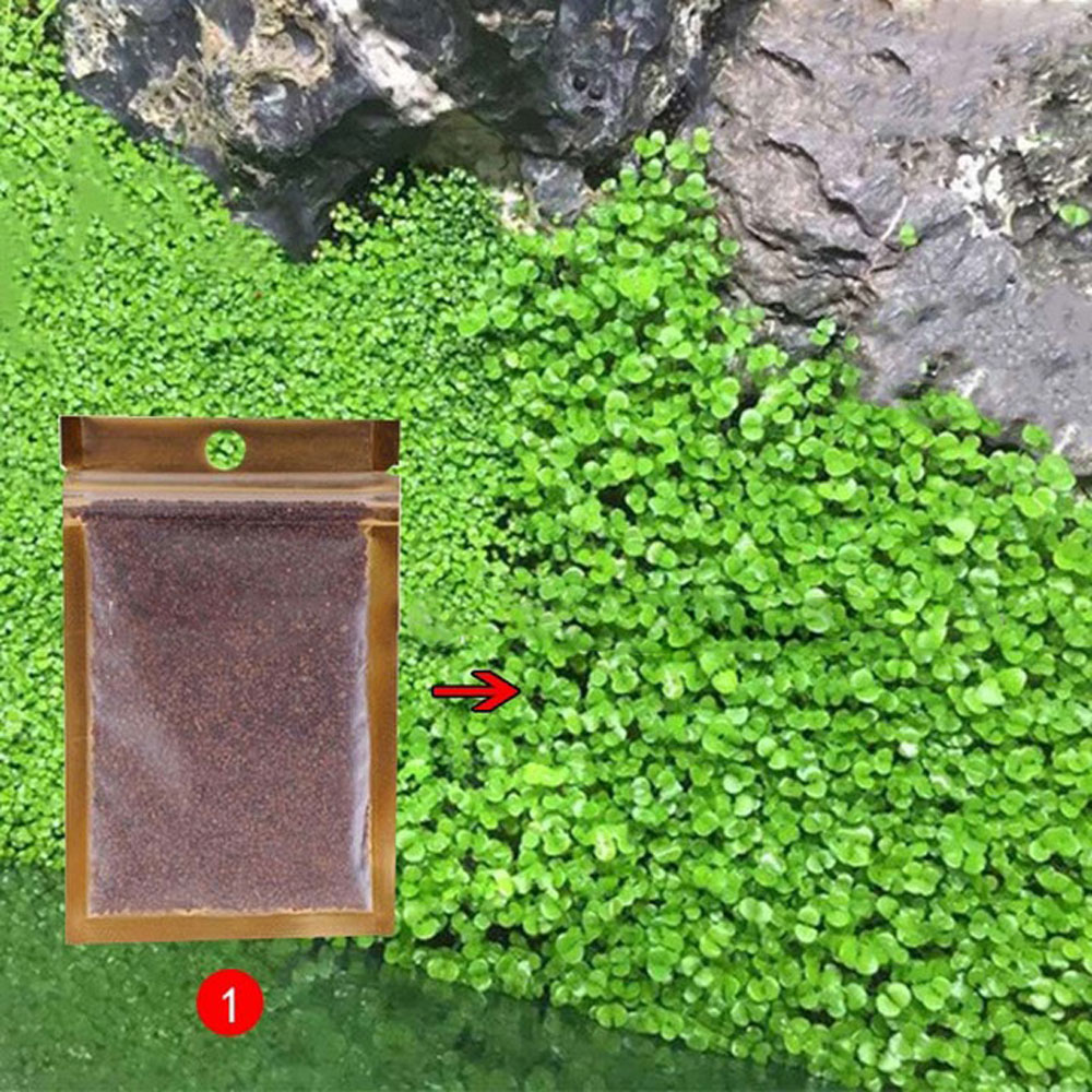 TaffHOME Bibit Rumput Air Dekorasi Aquarium Landscape Ornament 10g - H0027