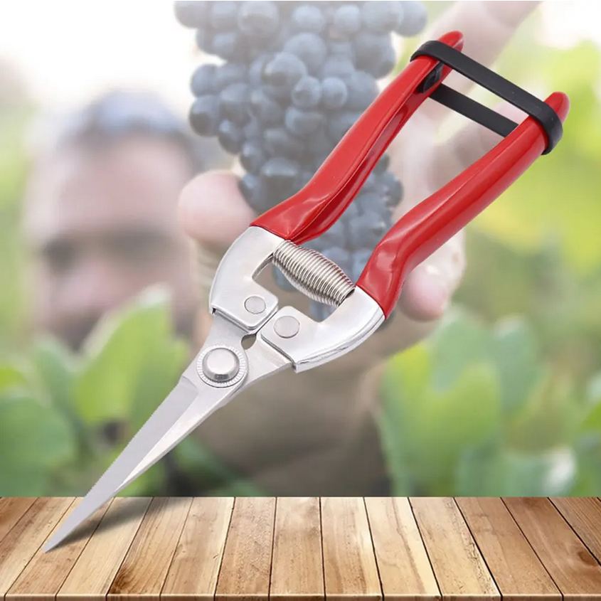 QIAOEN Gunting Tanaman Ranting Bunga Stainless Steel Pruning Scissors - SK-6