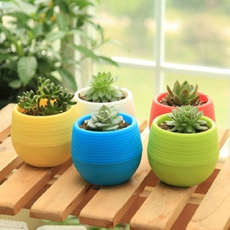 Mini Pot Bunga Hias Kaktus Tanaman 5 PCS - MC50